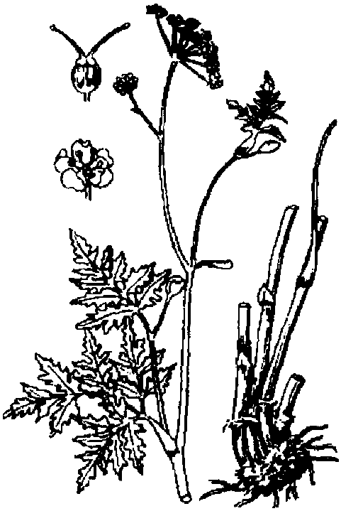 川芎